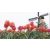 Thea Gouverneur  473A - Tulipánmező keresztszemes - 24x14cm